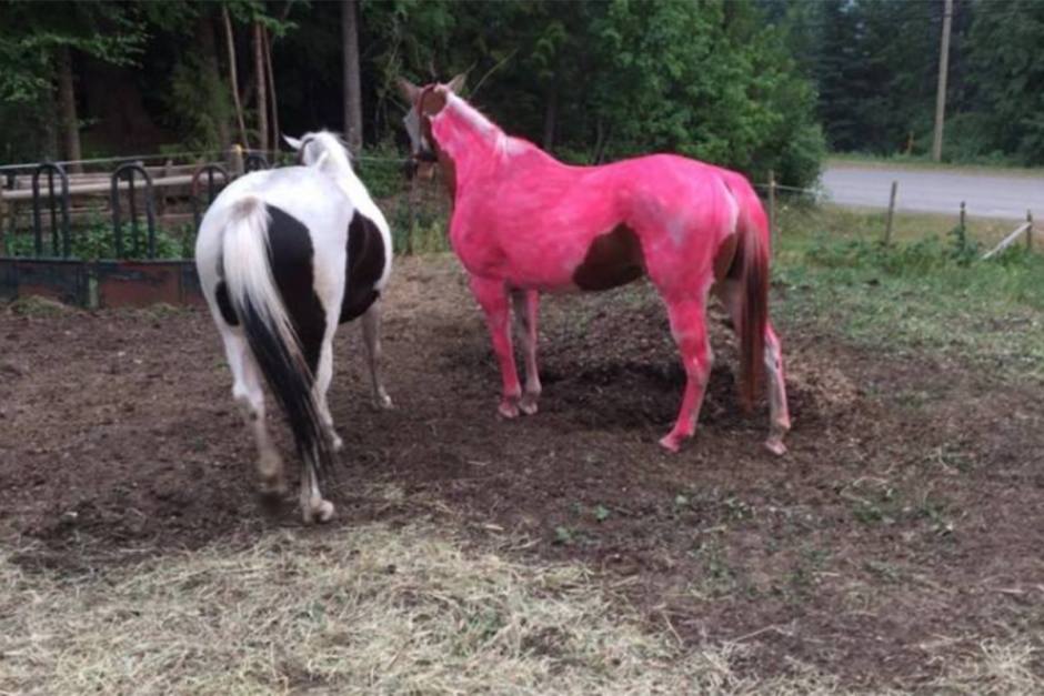 Rosa häst lockar till skratt mitt i brandkaoset