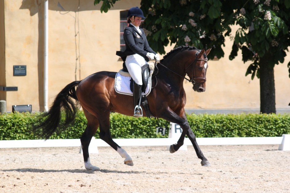 Svenskfödda hingstar i topp