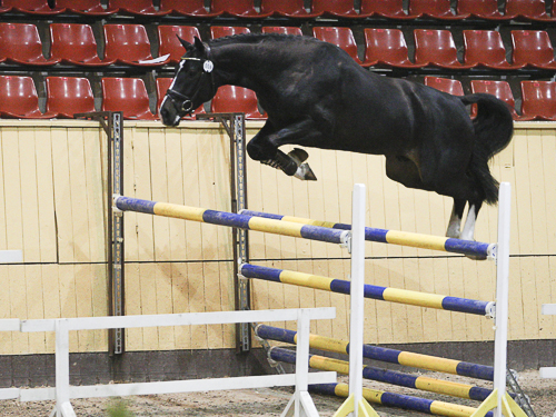 Reviderat reglemente hos ASVH