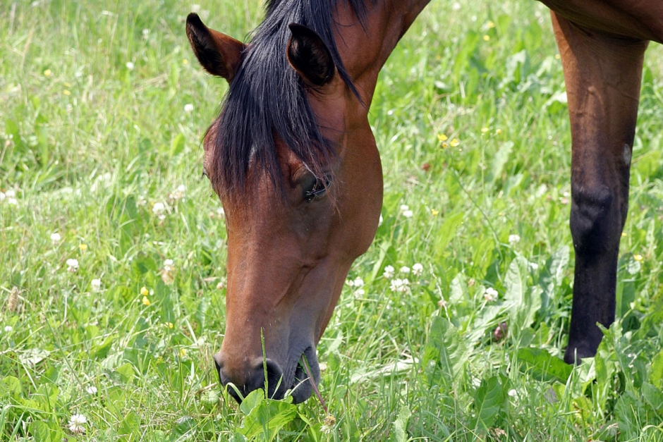 Experterna: Så kan hästar i riskområdet skyddas mot mjältbrand