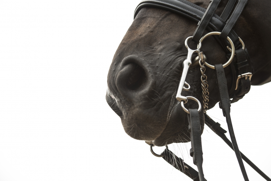 Så kan du bidra till forskning om kandar, bett och bettlöst