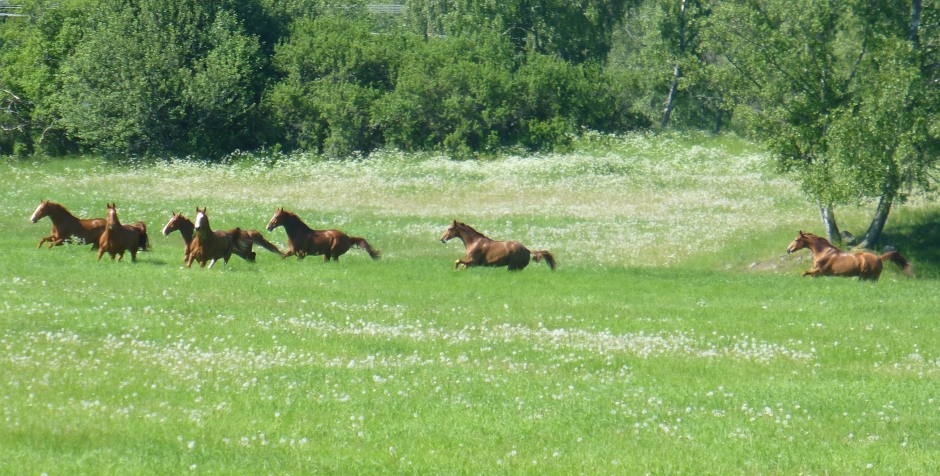 På lördag börjar sommarlovet för Livgardets hästar