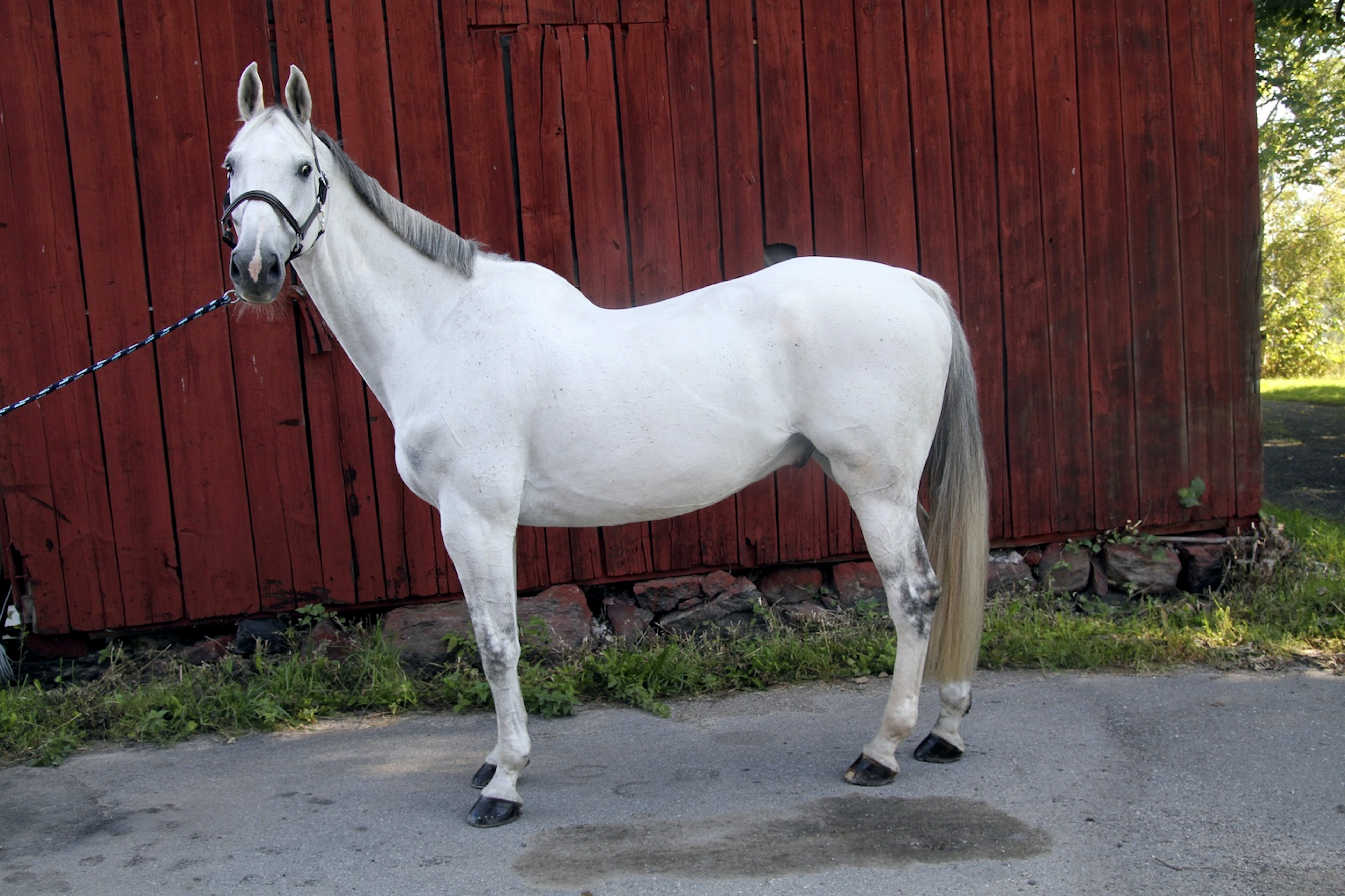 Bonzai har alla odds mot sig egentligen, men framg&aring;ngarna har kommit en efter en trots allt.