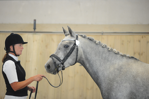Fina new forest i Bollerup
