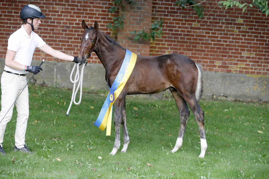 Lithium och Cantesch (1) Riksfölvinnare i Flyinge