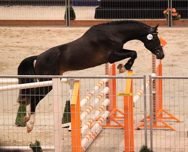 Hopphingstar klara till premiering i KWPN
