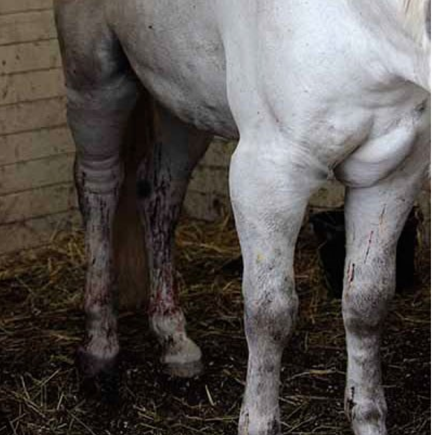 Drabbad ridskola får bidrag