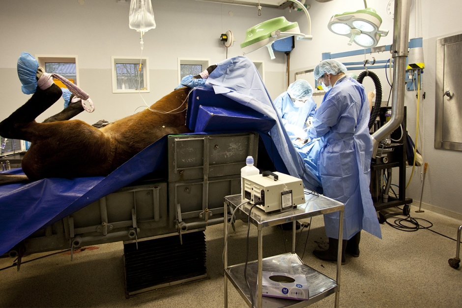 Djurvårdare ska inte få söva hästar