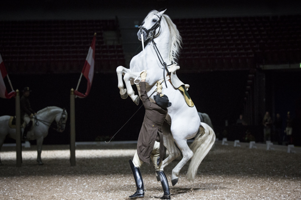 De vita hingstarna charmade