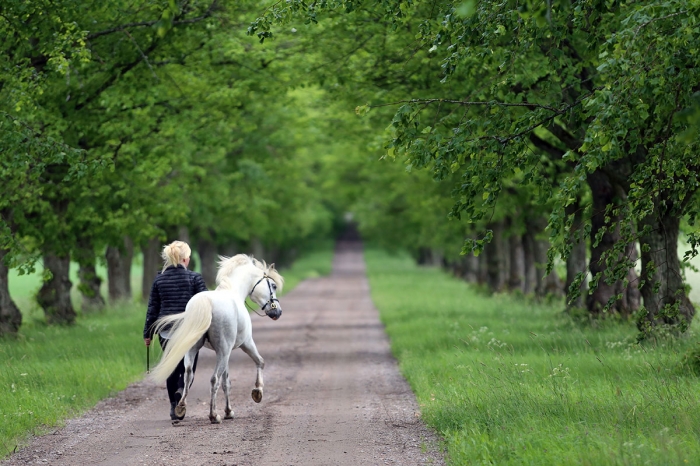 Welsh-arvet lever vidare på Hofsta säteri