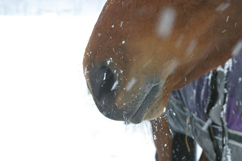 Smällde smällare i hästhage: ”Tuff tid att vara hästägare”