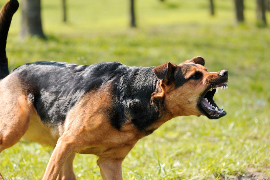 Självförsvar är tillåtet vid en hundattack