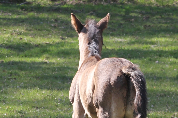Ska utreda orsaken till varför föl föds utan ögon