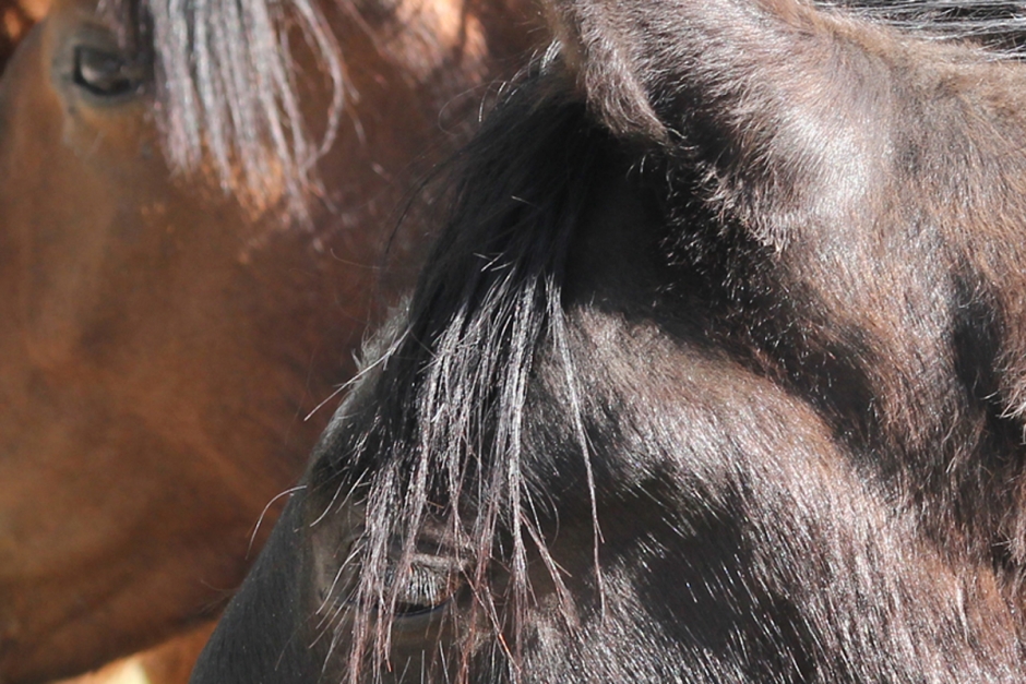 Hästar skadade i stall – ägarna vädjar om tips