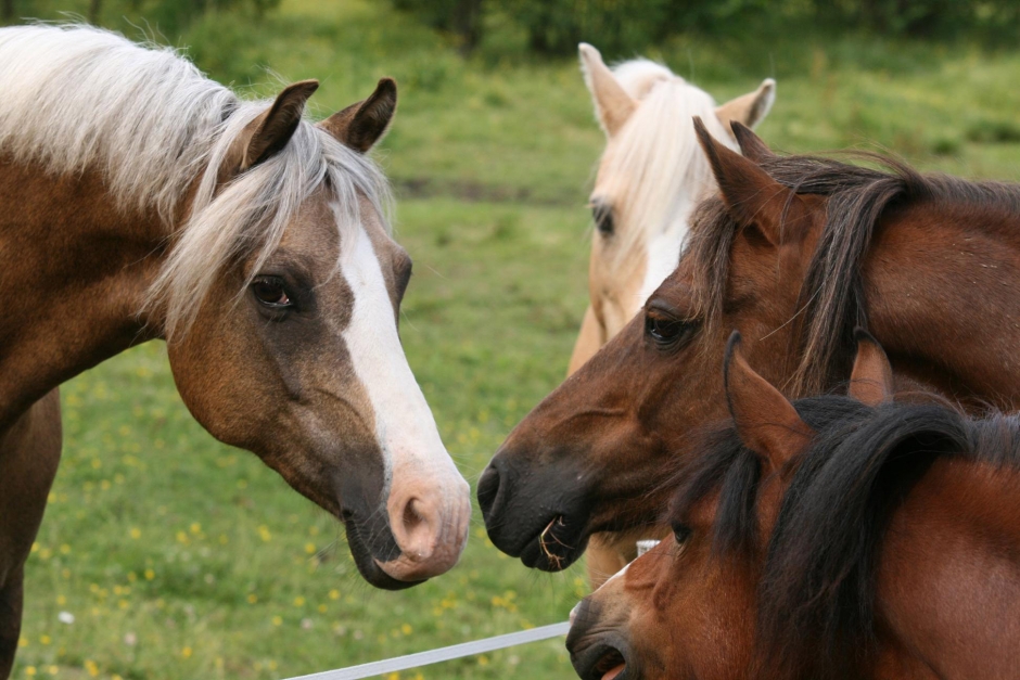 Hälsning på hästars eget språk