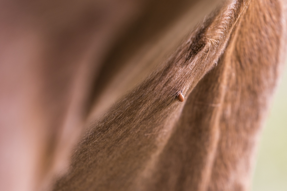 Anaplasmos är enda fästingöverförda hästsjukdomen i Sverige