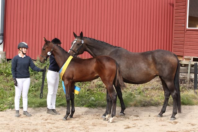 Olivia och Tacatá GJ Riksfölvinnare i Mantorp