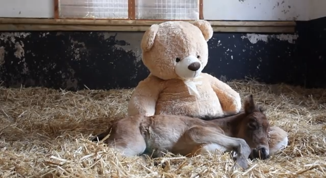 Föräldralöst föl sover med teddybjörn
