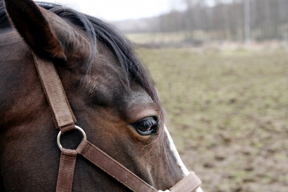 Åtalsanmälan efter att skadad ponny inte fick vård