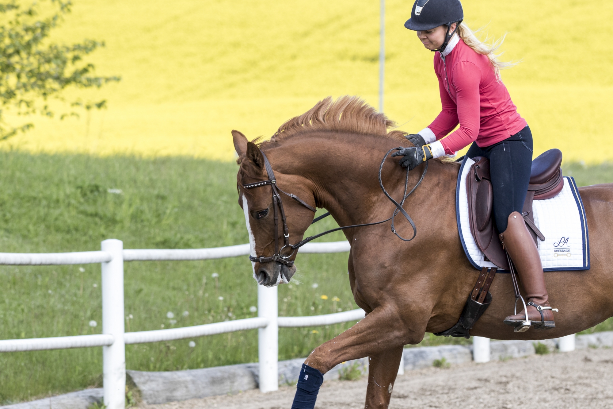 Vad är egentligen ridbarhet? - Ridsport