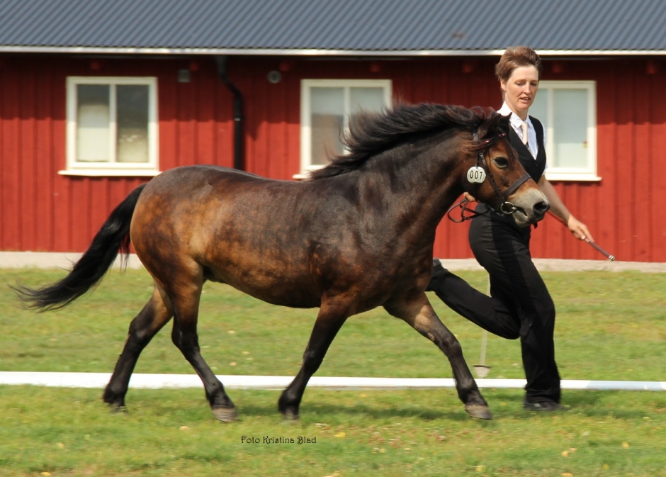 Hög klass på svenska exmoor