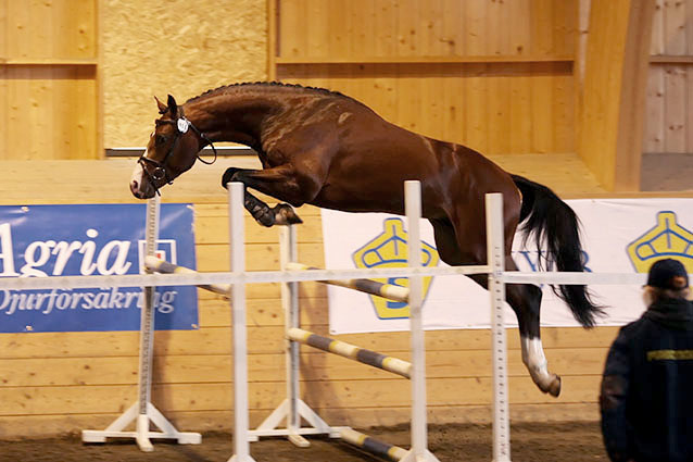 Fem diplom i Askersund