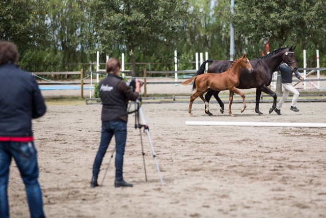 Fölbedömning och selektion i Stävie