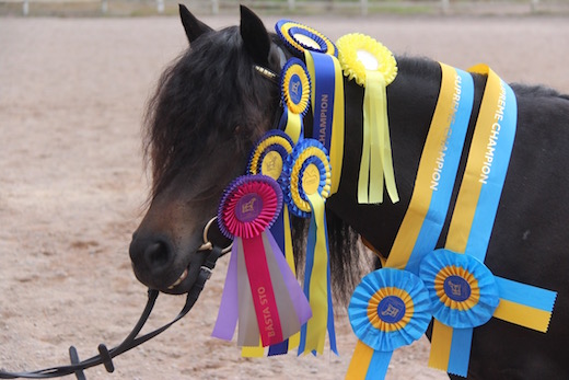 Rörliga Råås Miss Chaia bästa dartmoor