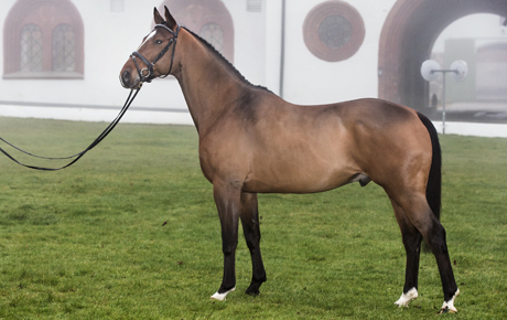 Dragning i hästlotteriet