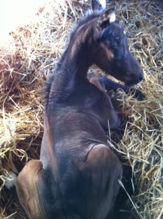 Viruz är en solskenshistoria