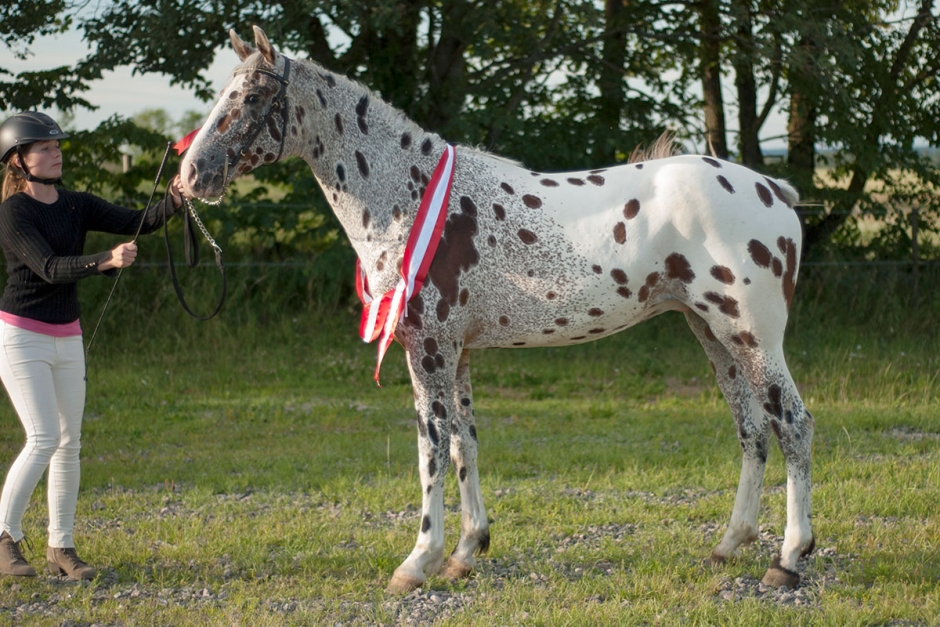 BIS till Skogsäng´s Dia Mant de First
