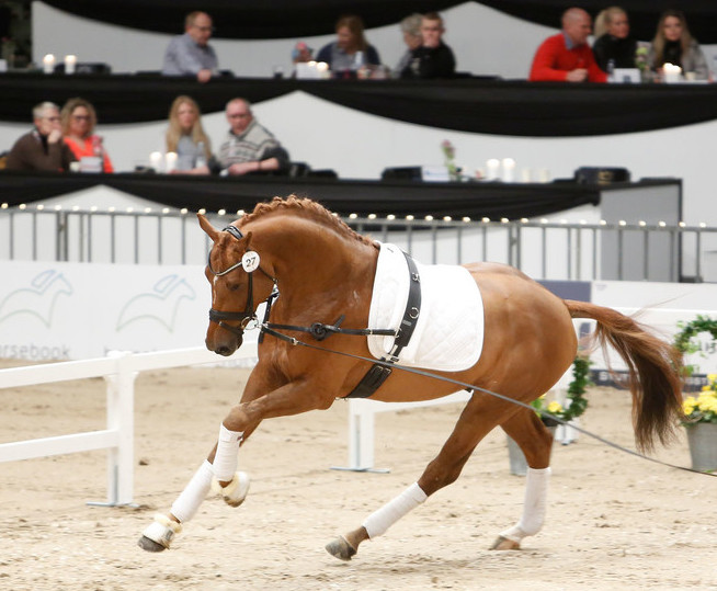 Unga stjärnor i Herning