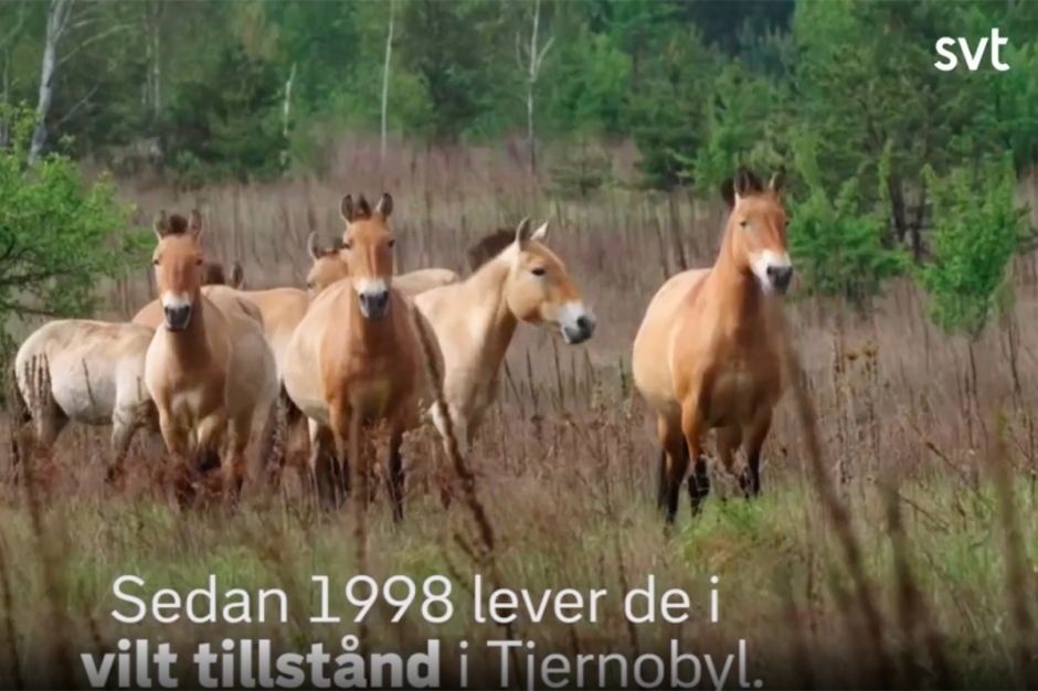 TV-tips: Vildhästarna i Tjernobyl