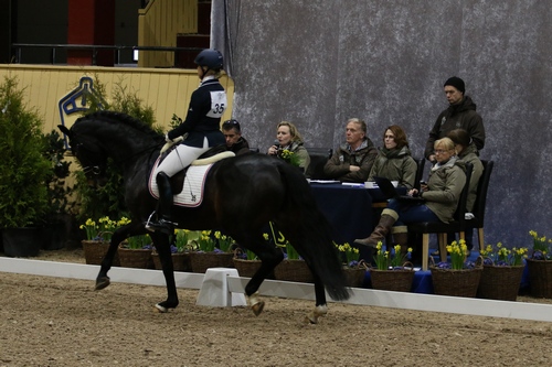 Sista chansen – gångartshingstar