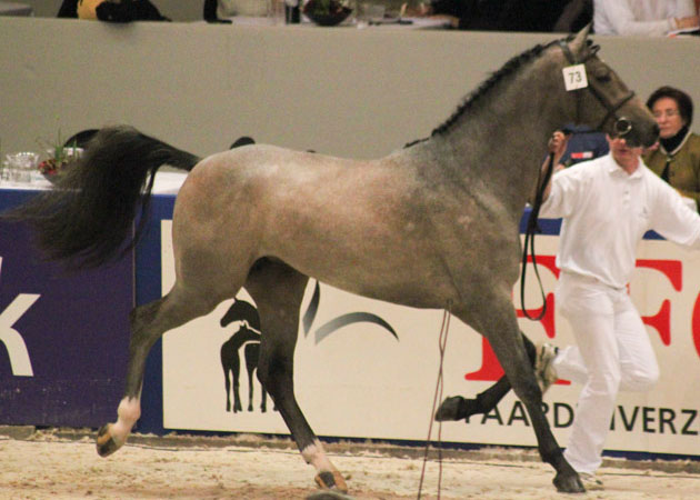 El Clarimo godkänd i KWPN