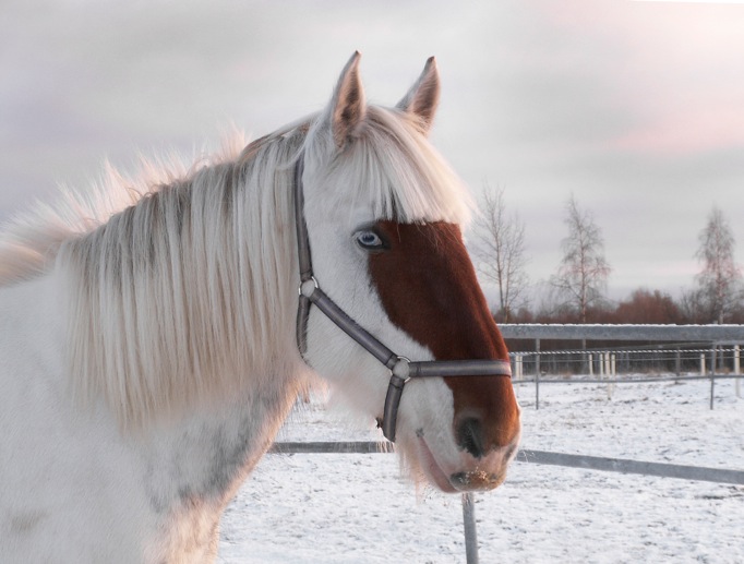 Februaribilden – huvudtecken