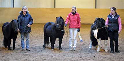 Shetlandshingstar premiärbedömdes