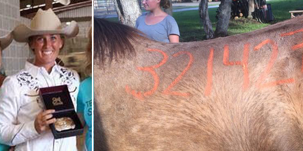 Hästarna förbereds för orkanen