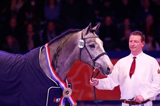 Nedräkning till KWPN:s hingstpremiering
