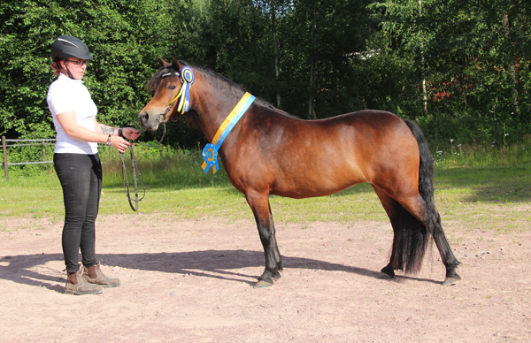 Nya stjärnor på dartmoorhimlen