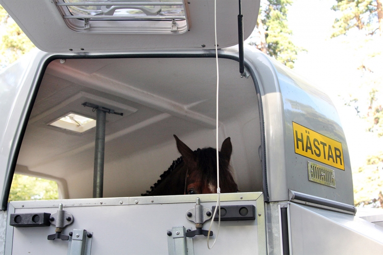 Häst avlivad efter olycka