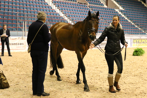 Världscup-hästarna klara