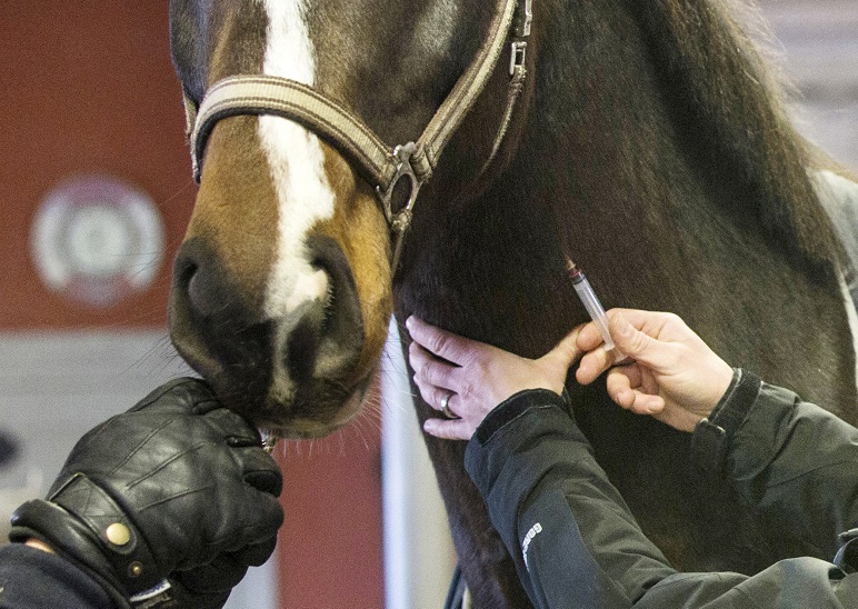 Svårt med akutvård för hästar