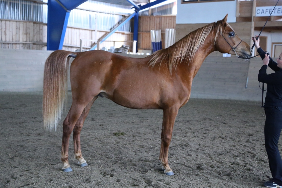 Arabhingstar under lupp
