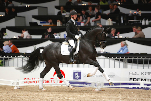 Segerhingstar utsedda i DWB