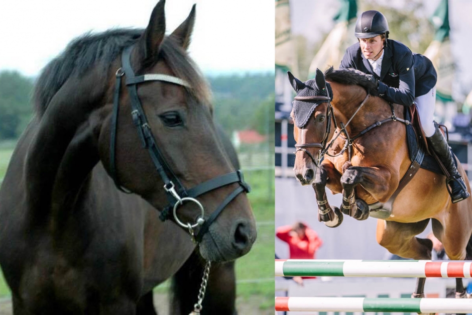 Madam – ponnykorsningen som födde en stjärna