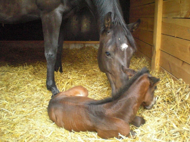Drömvinsten blev midsommarföl