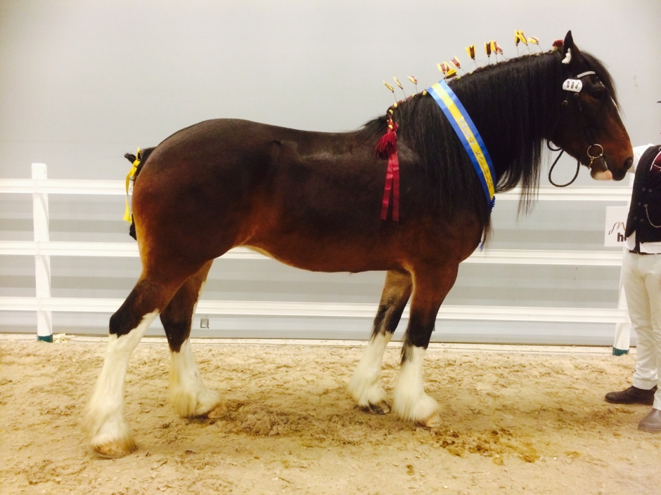 Shire blev Årets kallblod 2014